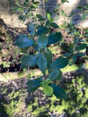 Escallonia