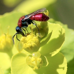 Chrysura