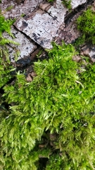 Aulacomnium palustre