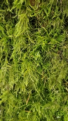 Kindbergia praelonga