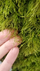 Kindbergia praelonga