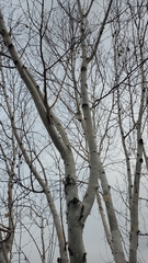 Betula