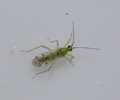 Nesidiocoris tenuis