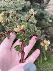 Ceanothus perplexans