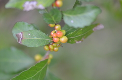 Xylosma flexuosa