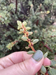 Ceanothus perplexans