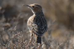 Chersomanes albofasciata