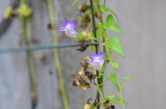 Maurandya antirrhiniflora