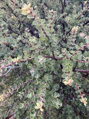 Ceanothus perplexans