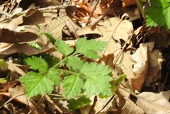 Chaerophyllum temulum