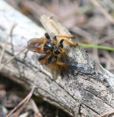 Pogonosoma maroccanum