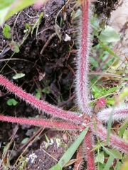 Psacalium peltatum