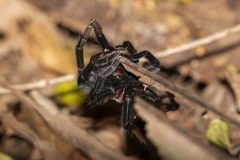 Tliltocatl epicureanus