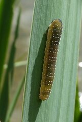 Rhadinoceraea micans