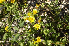 Heterotheca subaxillaris