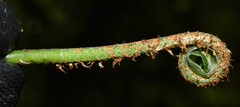 Elaphoglossum marginatum