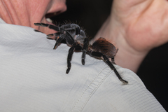 Tliltocatl epicureanus