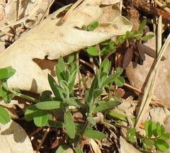 Arenaria montana