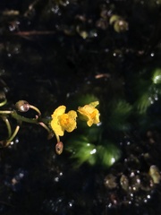 Utricularia foliosa