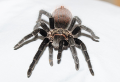 Tliltocatl epicureanus