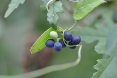 Cocculus diversifolius