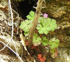 Geranium lucidum