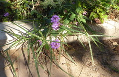 Eleusininae