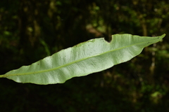 Elaphoglossum marginatum