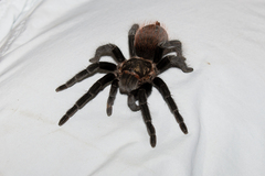 Tliltocatl epicureanus