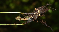 Elaphoglossum marginatum