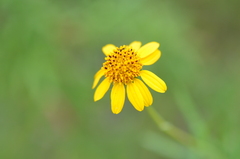 Sidneya tenuifolia