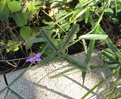 Dactyloctenium aegyptium