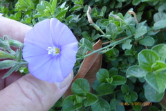 Convolvulus