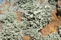 Ramalina breviuscula