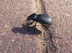 Carabus
