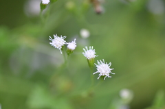 Fleischmannia incarnata