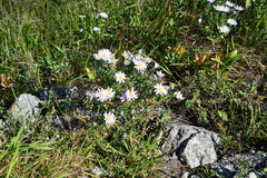 Aster hispidus