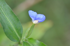 Commelina erecta