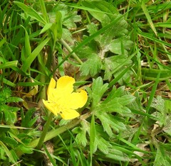 Ranunculus bulbosus