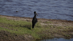 Anastomus lamelligerus