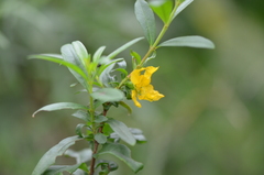 Heimia salicifolia