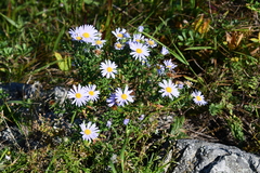 Aster hispidus