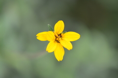 Wedelia hispida