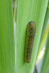 Rhadinoceraea micans