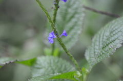 Stachytarpheta jamaicensis