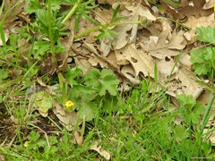 Ranunculus bulbosus