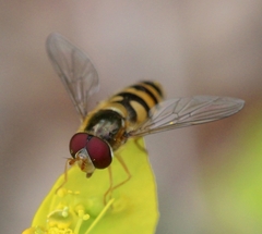 Epistrophe nitidicollis