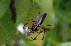 Trichonephila inaurata