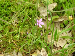 Erodium malacoides