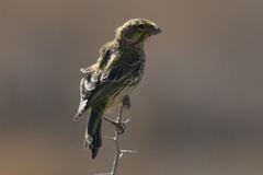 Crithagra flaviventris